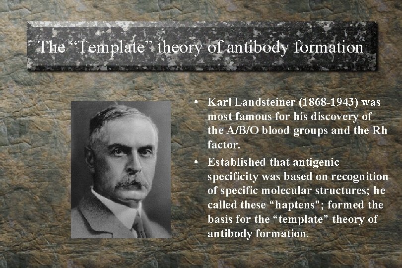 The “Template” theory of antibody formation • Karl Landsteiner (1868 -1943) was most famous