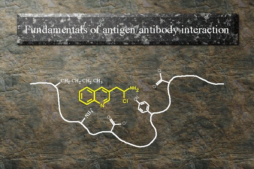 O - Fundamentals of antigen/antibody interaction CH 2 -CH 3 O NH 3 +