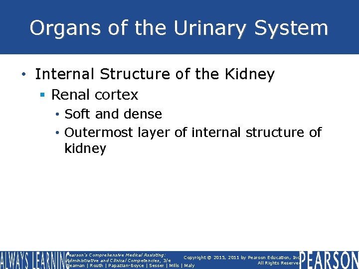 Organs of the Urinary System • Internal Structure of the Kidney § Renal cortex