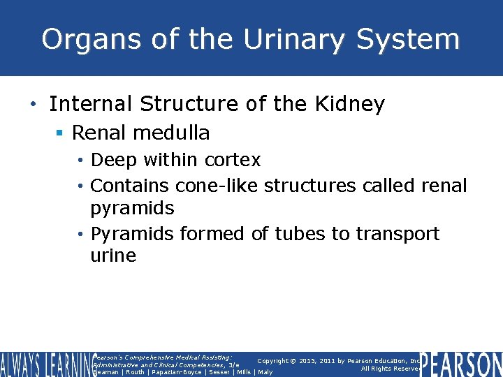 Organs of the Urinary System • Internal Structure of the Kidney § Renal medulla