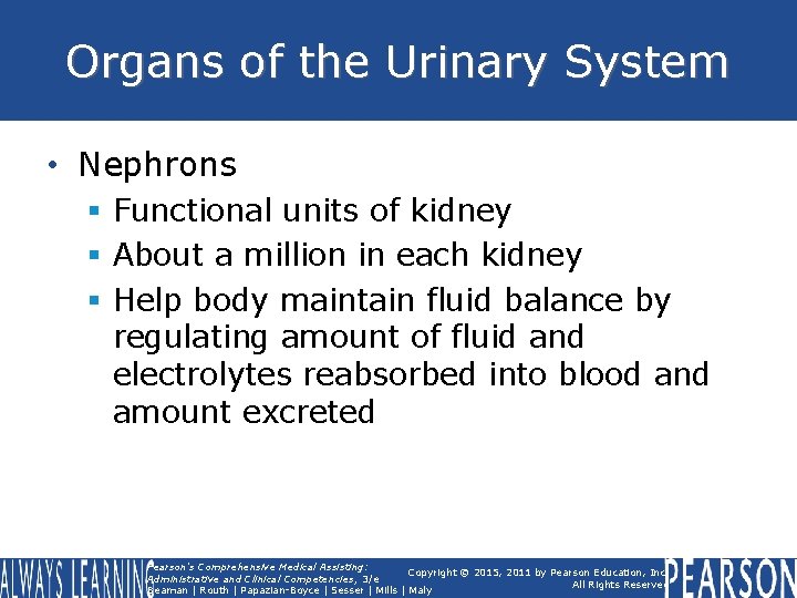 Organs of the Urinary System • Nephrons § Functional units of kidney § About