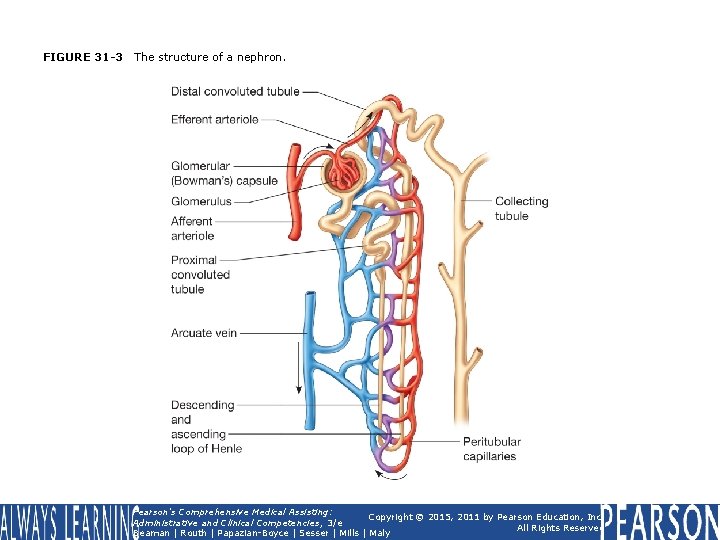 FIGURE 31 -3 The structure of a nephron. Pearson's Comprehensive Medical Assisting: Copyright ©