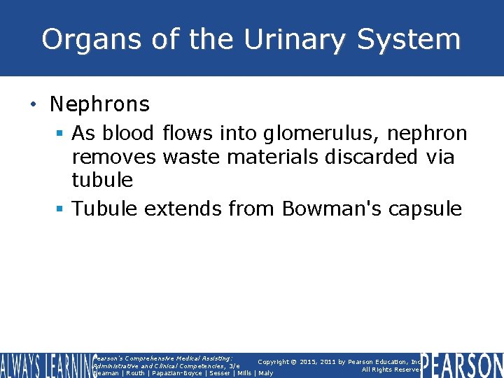 Organs of the Urinary System • Nephrons § As blood flows into glomerulus, nephron