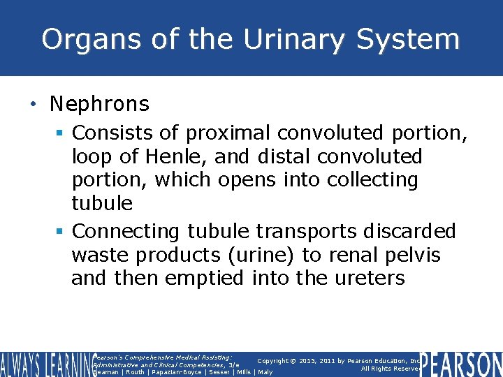 Organs of the Urinary System • Nephrons § Consists of proximal convoluted portion, loop