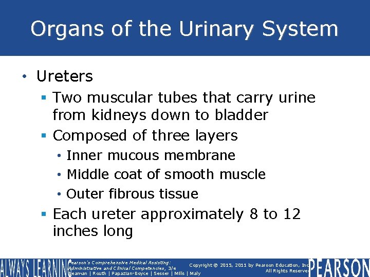 Organs of the Urinary System • Ureters § Two muscular tubes that carry urine