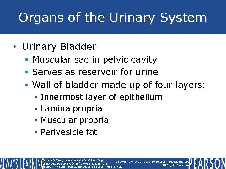 Organs of the Urinary System • Urinary Bladder § Muscular sac in pelvic cavity