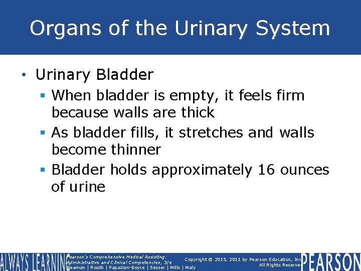 Organs of the Urinary System • Urinary Bladder § When bladder is empty, it