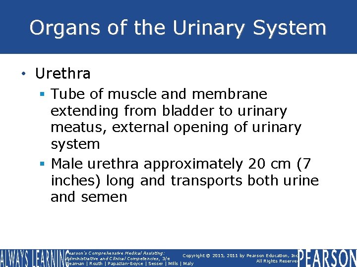 Organs of the Urinary System • Urethra § Tube of muscle and membrane extending