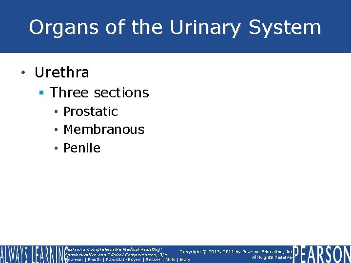 Organs of the Urinary System • Urethra § Three sections • Prostatic • Membranous