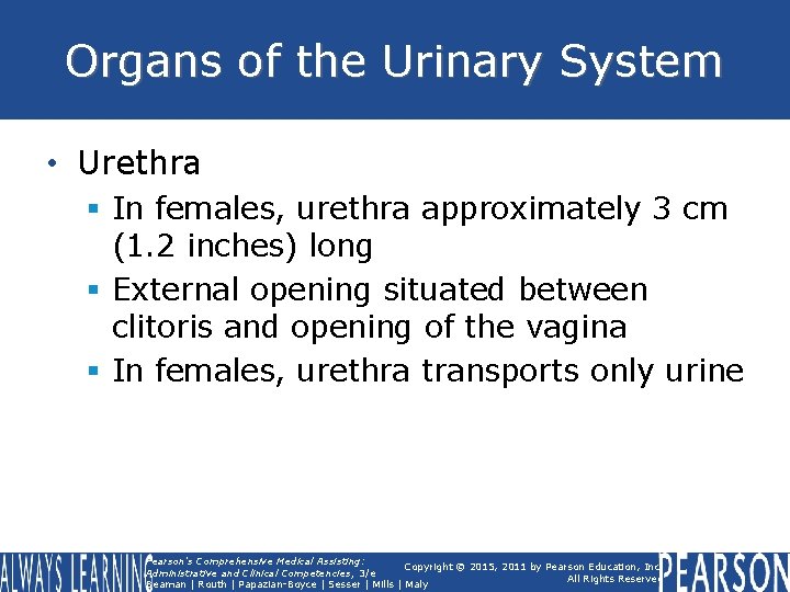 Organs of the Urinary System • Urethra § In females, urethra approximately 3 cm