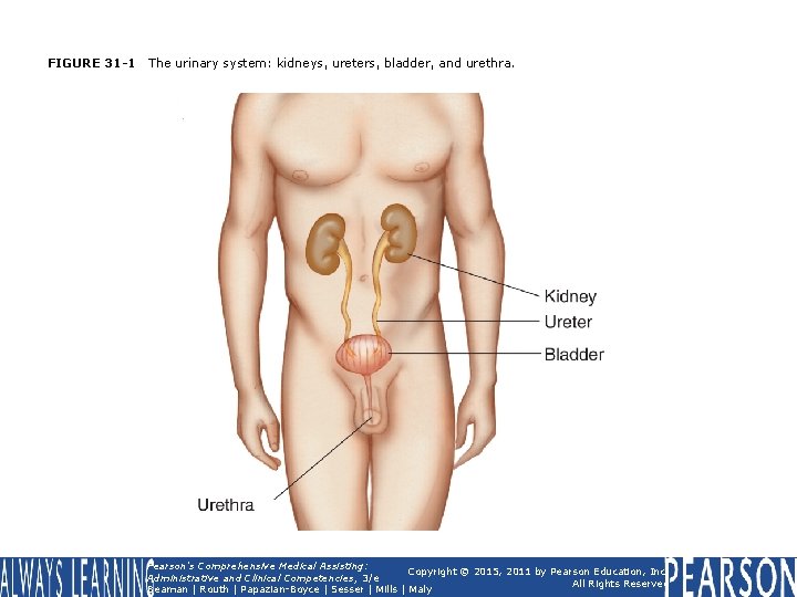 FIGURE 31 -1 The urinary system: kidneys, ureters, bladder, and urethra. Pearson's Comprehensive Medical
