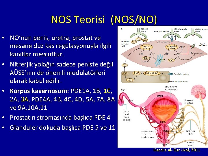 NOS Teorisi (NOS/NO) • NO’nun penis, uretra, prostat ve mesane düz kas regülasyonuyla ilgili