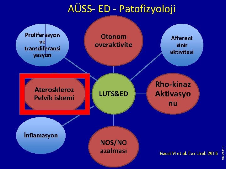 AÜSS- ED - Patofizyoloji Ateroskleroz Pelvik iskemi İnflamasyon Otonom overaktivite LUTS&ED NOS/NO azalması Afferent