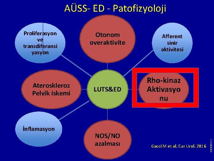 AÜSS- ED - Patofizyoloji Ateroskleroz Pelvik iskemi İnflamasyon Otonom overaktivite LUTS&ED NOS/NO azalması Afferent