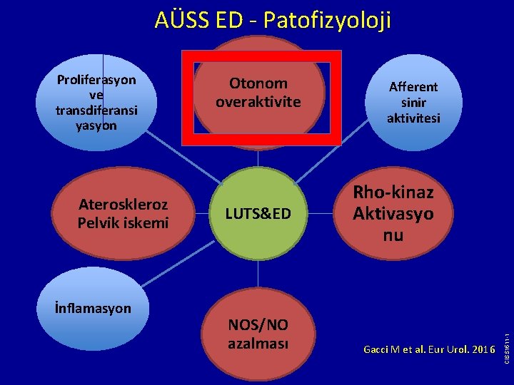 AÜSS ED - Patofizyoloji Ateroskleroz Pelvik iskemi İnflamasyon Otonom overaktivite LUTS&ED NOS/NO azalması Afferent