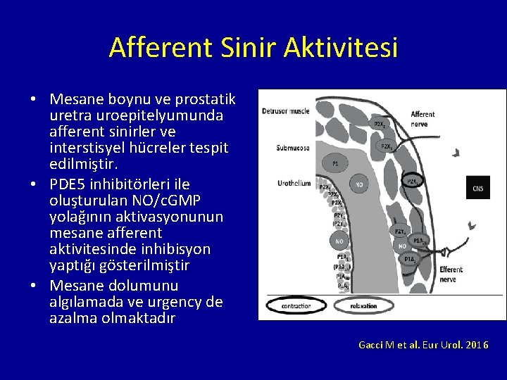 Afferent Sinir Aktivitesi • Mesane boynu ve prostatik uretra uroepitelyumunda afferent sinirler ve interstisyel