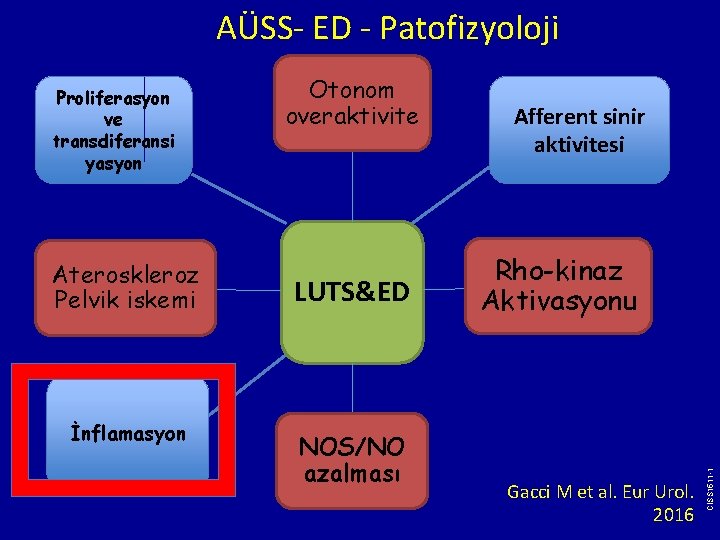 AÜSS- ED - Patofizyoloji Ateroskleroz Pelvik iskemi İnflamasyon Otonom overaktivite LUTS&ED NOS/NO azalması Afferent