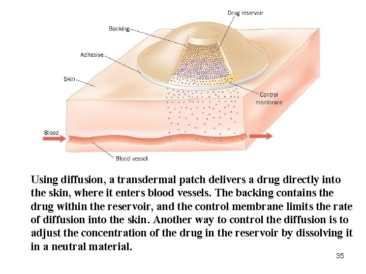 Using diffusion, a transdermal patch delivers a drug directly into the skin, where it Using diffusion, a transdermal patch delivers a drug directly into the skin, where it