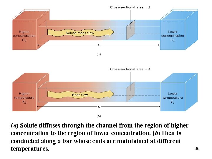(a) Solute diffuses through the channel from the region of higher concentration to the (a) Solute diffuses through the channel from the region of higher concentration to the