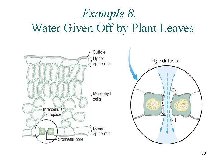 Example 8. Water Given Off by Plant Leaves 38 Example 8. Water Given Off by Plant Leaves 38