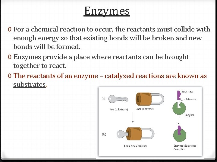 Enzymes 0 For a chemical reaction to occur, the reactants must collide with enough