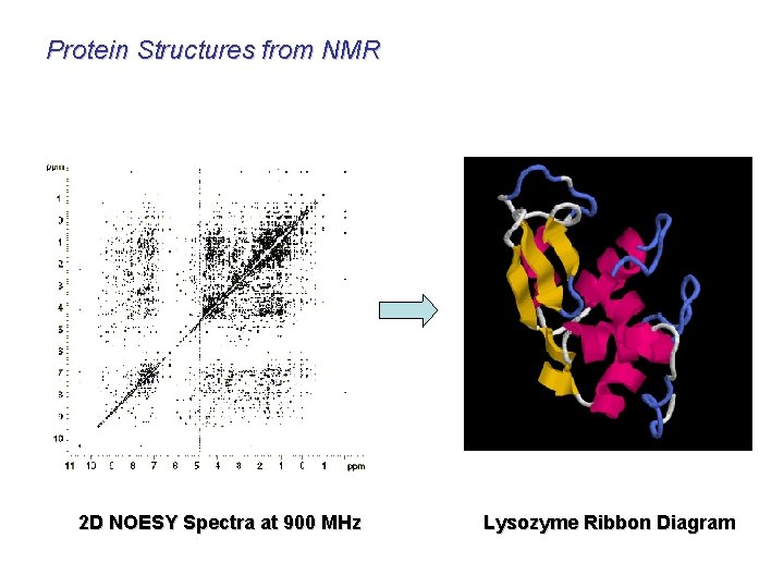 Protein Structures from NMR 2 D NOESY Spectra at 900 MHz Lysozyme Ribbon Diagram