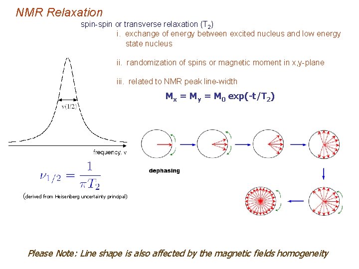 NMR Relaxation spin-spin or transverse relaxation (T 2) i. exchange of energy between excited