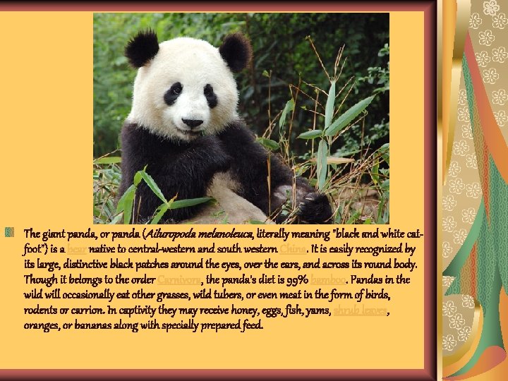 The giant panda, or panda (Ailuropoda melanoleuca, literally meaning "black and white catfoot") is