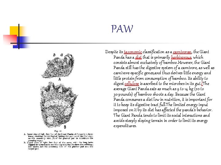 PAW Despite its taxonomic classification as a carnivoran, the Giant Panda has a diet