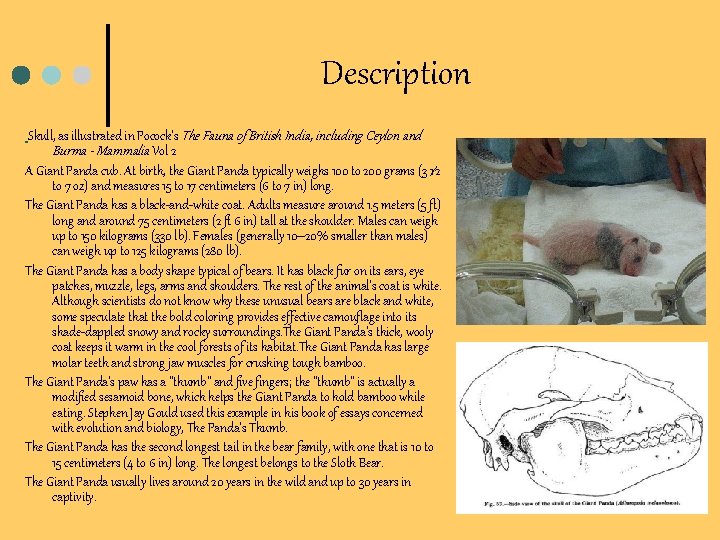 Description Skull, as illustrated in Pocock's The Fauna of British India, including Ceylon and