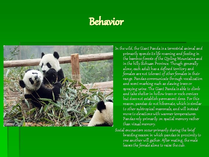 Behavior In the wild, the Giant Panda is a terrestrial animal and primarily spends