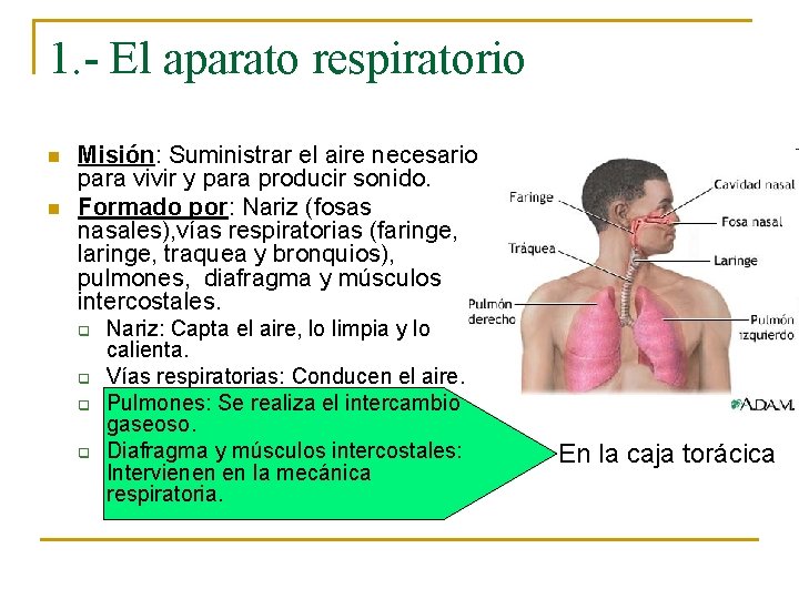 1. - El aparato respiratorio n n Misión: Suministrar el aire necesario para vivir