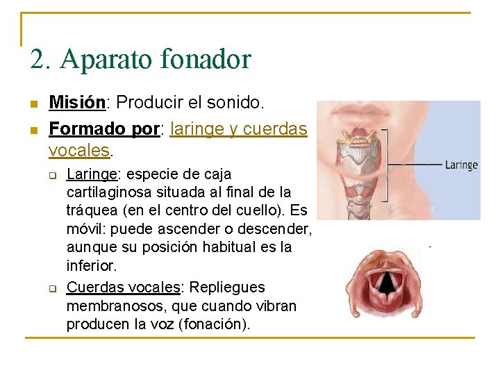 2. Aparato fonador n n Misión: Producir el sonido. Formado por: laringe y cuerdas
