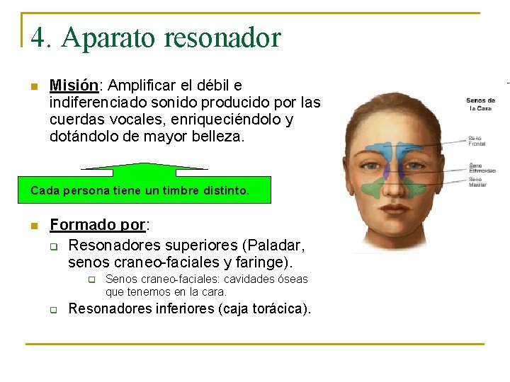 4. Aparato resonador n Misión: Amplificar el débil e indiferenciado sonido producido por las