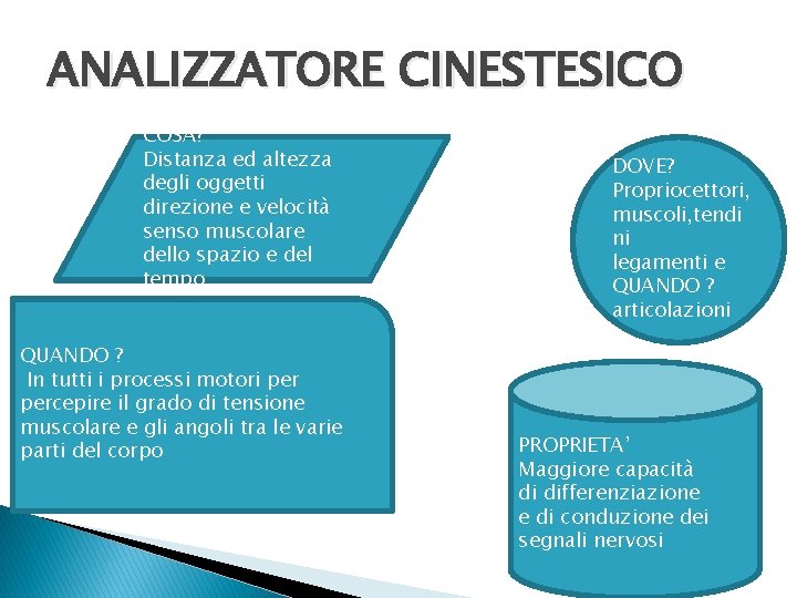 ANALIZZATORE CINESTESICO COSA? Distanza ed altezza degli oggetti direzione e velocità senso muscolare dello