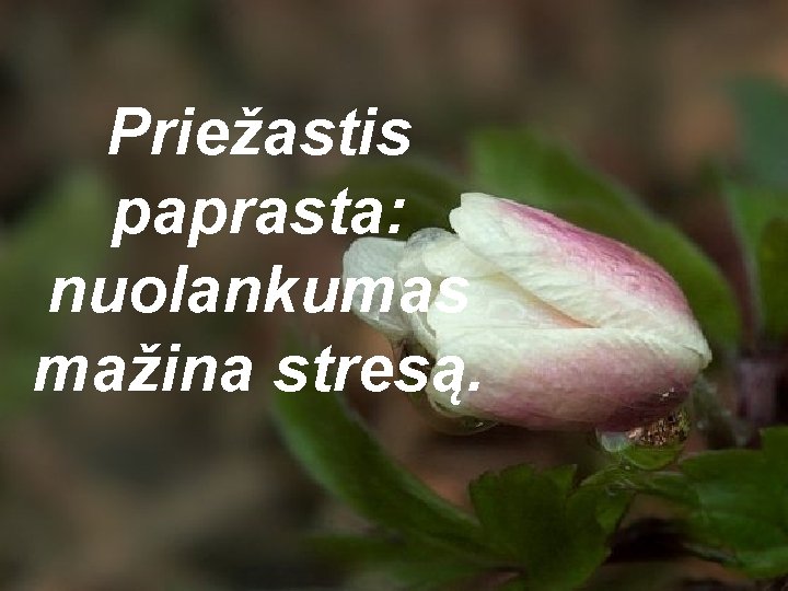 Priežastis paprasta: nuolankumas mažina stresą. 