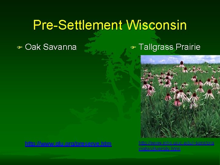 Pre-Settlement Wisconsin F Oak Savanna http: //www. glu. org/preserve. htm F Tallgrass Prairie http: Pre-Settlement Wisconsin F Oak Savanna http: //www. glu. org/preserve. htm F Tallgrass Prairie http:
