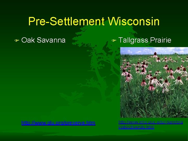 Pre-Settlement Wisconsin F Oak Savanna http: //www. glu. org/preserve. htm F Tallgrass Prairie http: