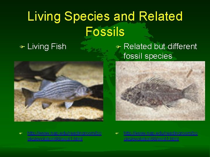 Living Species and Related Fossils F Living Fish F Related but different fossil species Living Species and Related Fossils F Living Fish F Related but different fossil species