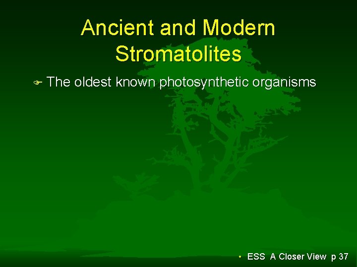 Ancient and Modern Stromatolites F The oldest known photosynthetic organisms • ESS A Closer Ancient and Modern Stromatolites F The oldest known photosynthetic organisms • ESS A Closer