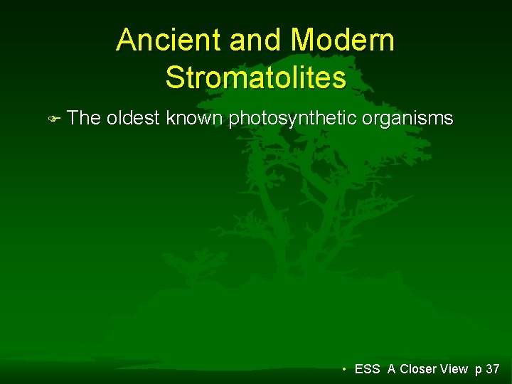 Ancient and Modern Stromatolites F The oldest known photosynthetic organisms • ESS A Closer