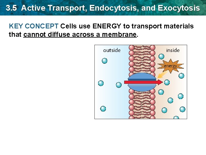 3. 5 Active Transport, Endocytosis, and Exocytosis KEY CONCEPT Cells use ENERGY to transport