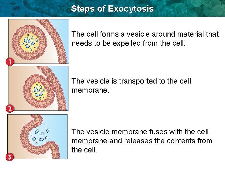 Steps of Exocytosis The cell forms a vesicle around material that needs to be