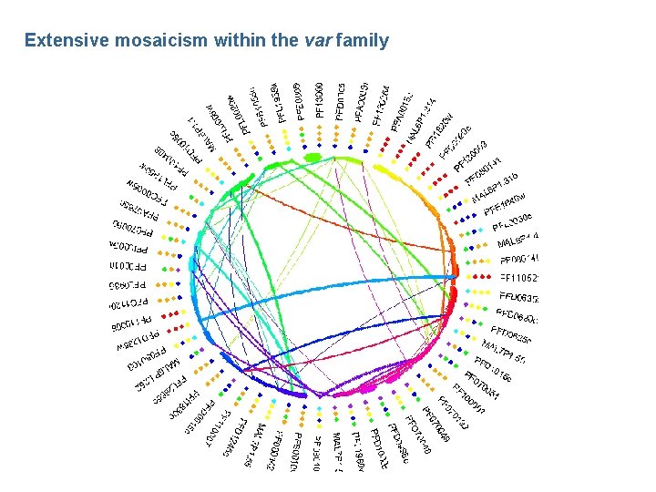 Extensive mosaicism within the var family 