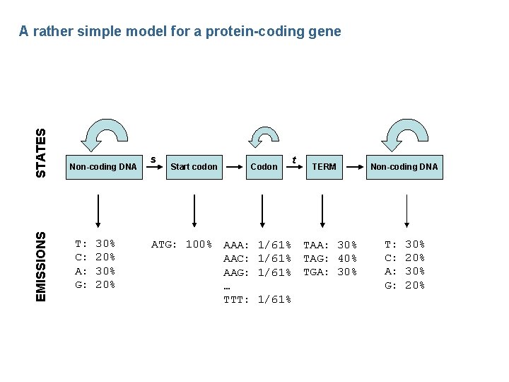 EMISSIONS STATES A rather simple model for a protein-coding gene Non-coding DNA T: C: