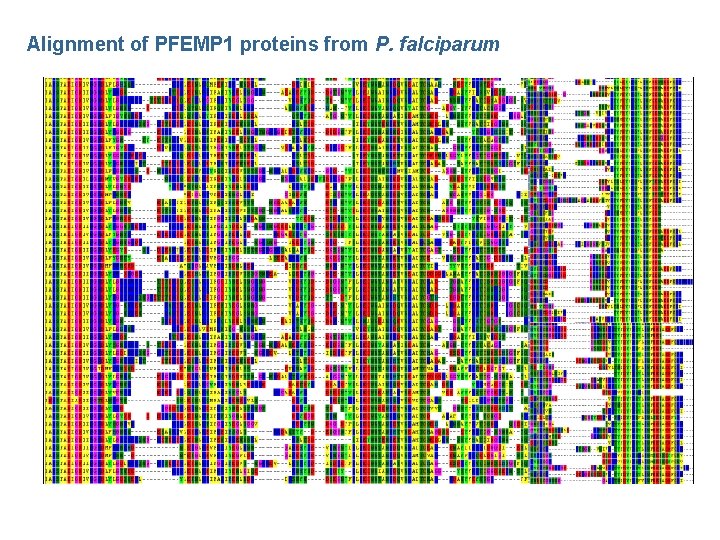 Alignment of PFEMP 1 proteins from P. falciparum 