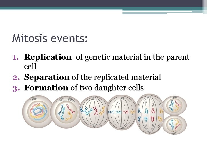 Mitosis events: 1. Replication of genetic material in the parent cell 2. Separation of