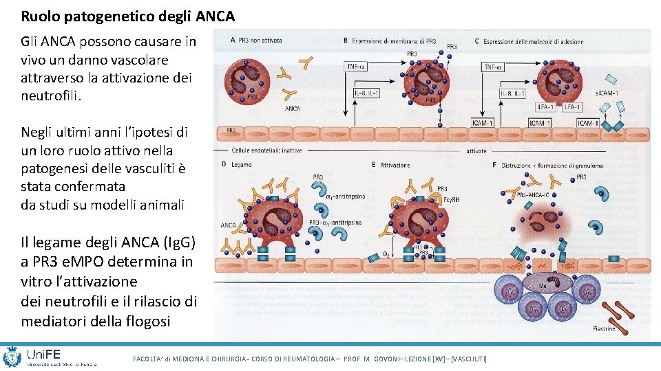 Ruolo patogenetico degli ANCA Gli ANCA possono causare in vivo un danno vascolare attraverso Ruolo patogenetico degli ANCA Gli ANCA possono causare in vivo un danno vascolare attraverso