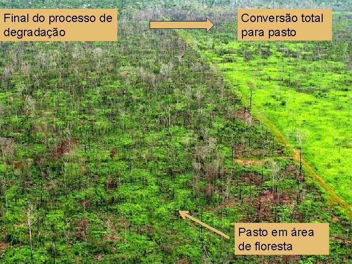 Final do processo de degradação Conversão total para pasto Pasto em área de floresta