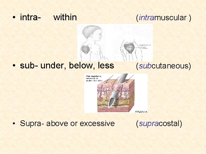  • intra- within (intramuscular ) • sub- under, below, less (subcutaneous) • Supra-